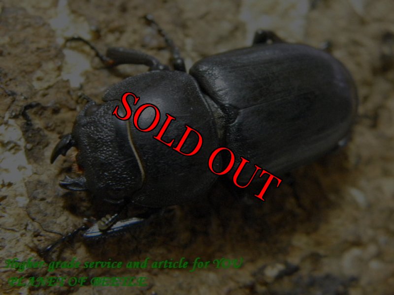 画像2: 8/1韓国天然チョウセンヒラタ♂43mm♀28mm完品ペア (2)