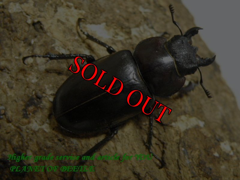 画像2: 8/7天然ディボウスキィミヤマクワガタ♂45mm♀36mmA⁻ペア (2)