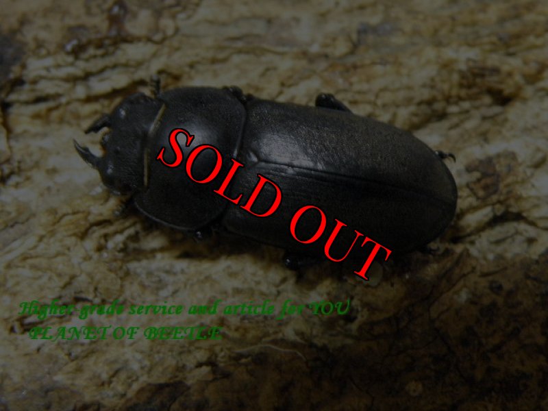 画像2: 8/7韓国天然コクワガタ♂42mm♀25mm完品ペア (2)