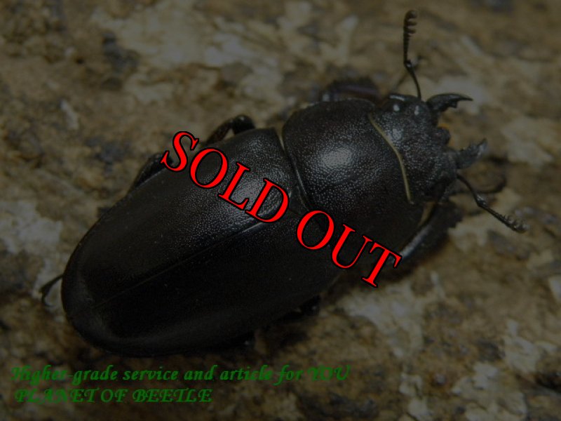 画像2: 8/7天然韓国ノコギリクワガタ♂45mm♀30mm完品ペア (2)