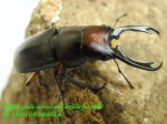 画像1: 8/8桃園産天然ウスバクワガタ♂34mm♀19mm完品ペア (1)