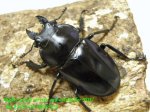 画像2: 8/22台湾・天然オオマルバネ♂57mm♀47mm完品ペア (2)