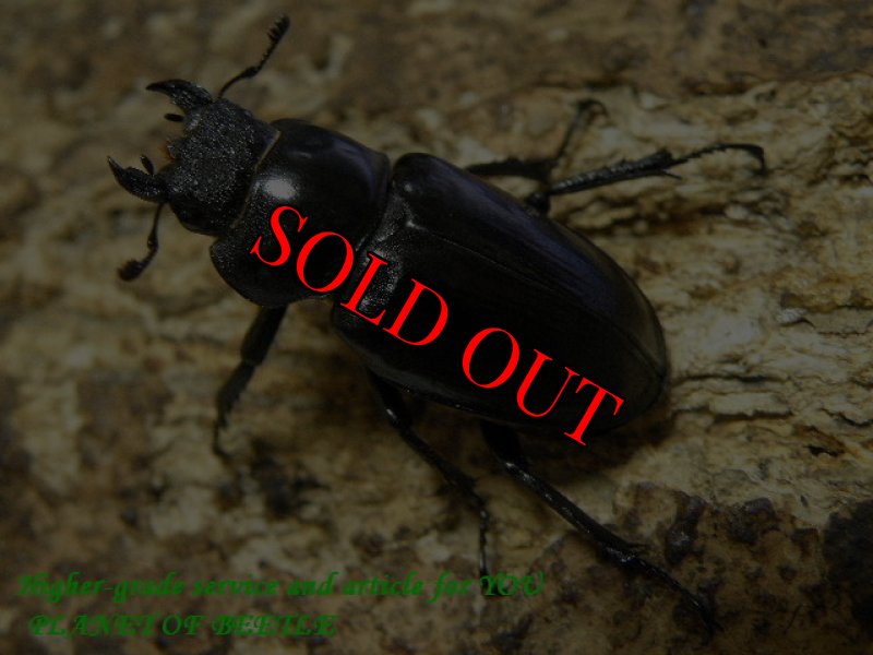 画像2: 8/22台湾・天然クリイロミヤマ♂48mm♀30mm完品ペア (2)