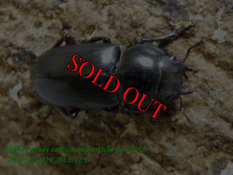 画像2: 8/26天然韓国アカアシクワガタ♂32mm♀27mm完品ペア (2)