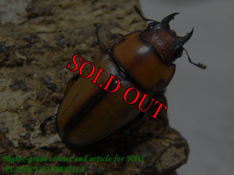 画像2: 7/25天然ブランチャード(フタテンアカノコ)♂68mm♀29mmペア (2)