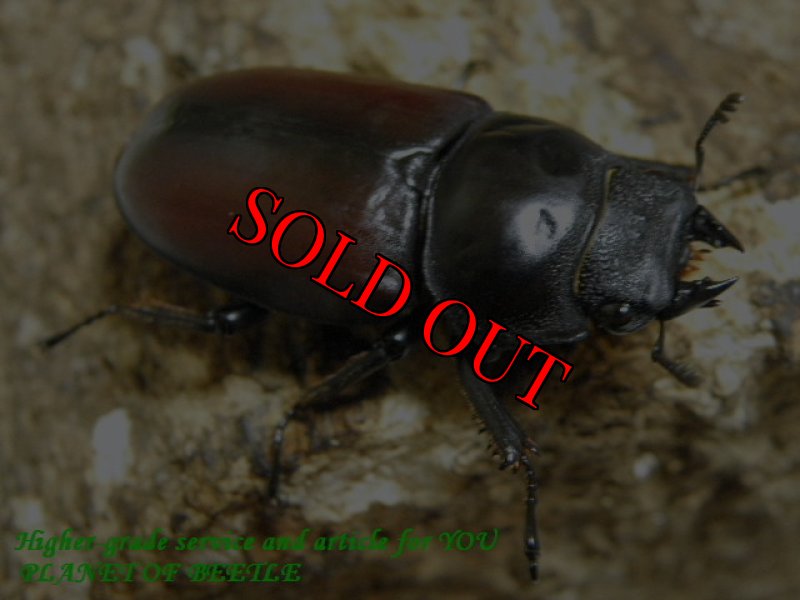 画像2: ミャンマー・ドンキエルコクワF1♂47mm♀38mm完品ペア (2)