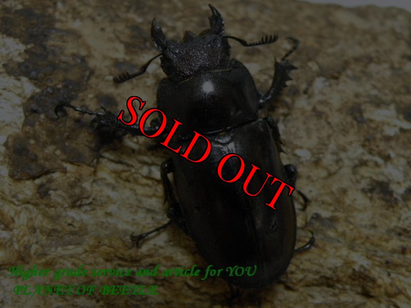 画像2: 入手困難・レア東北部型！8/1天然タイワンミヤマ東北部型♂51mm♀32mm完品ペア (2)