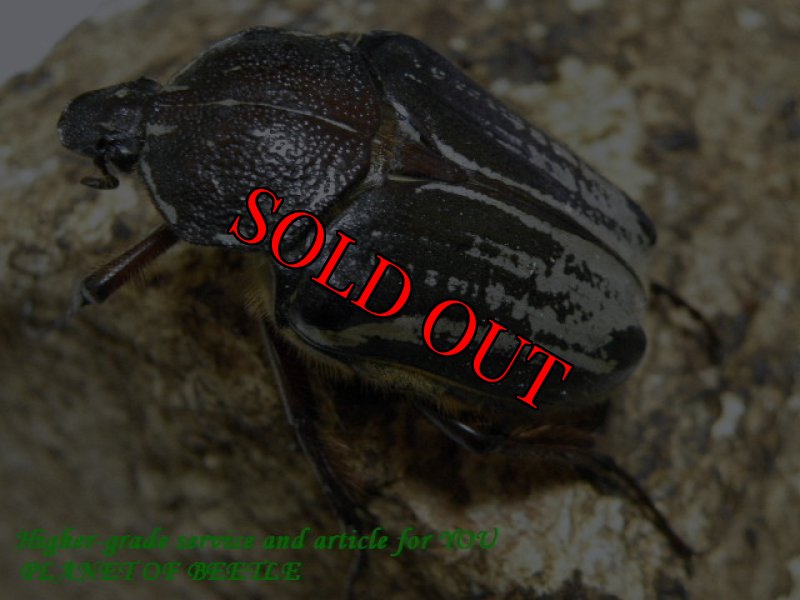 画像2: 4/9タンザニア!天然シンジュツノハナムグリ♂41mm♀40mm完品ペア (2)