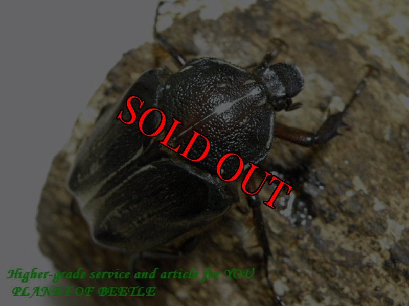 画像2: 4/9タンザニア！天然シンジュツノハナムグリ♂42mm♀40mm完品ペア (2)