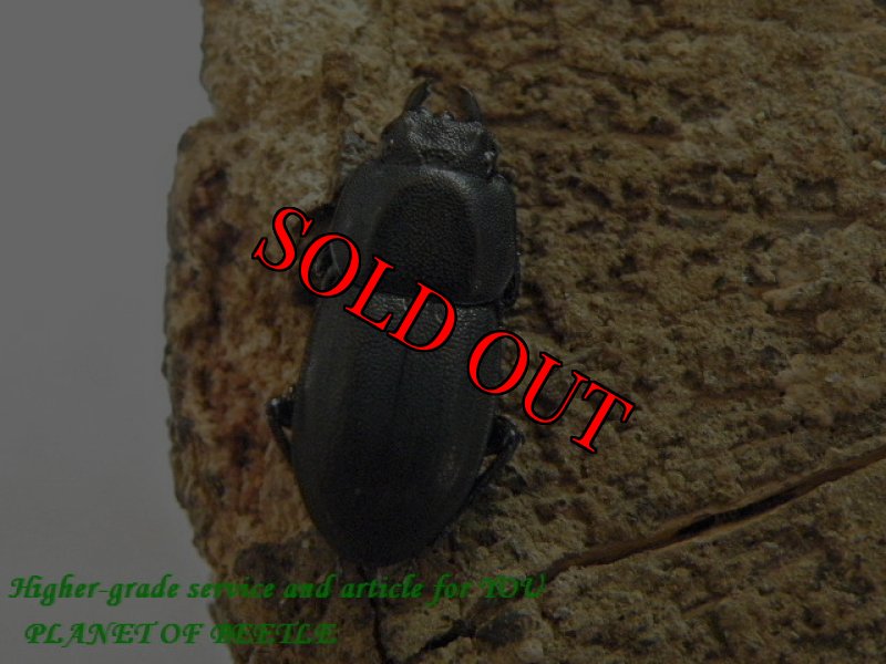 画像2: 1/6天然アリグットサメハダクワガタ完品ペアNo1 (2)