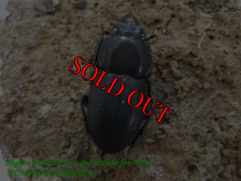 画像2: 1/6天然アリグットサメハダクワガタ完品ペアNo2 (2)