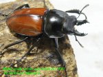 画像1: 10/3天然アカマルバネ・ローランドタイプ♂46mm♀40mm完品ペアNo1 (1)