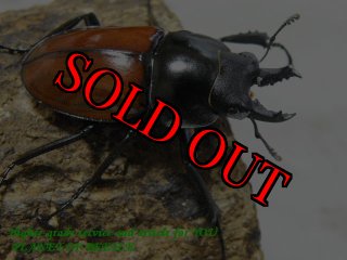 タンザニア産　オーベルチュールツノハナムグリ　65mm 52mmペア インディペンデンス スケルトン 42MM ブルー｜ノルケイン