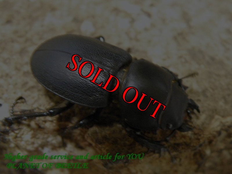 画像2: 天然チリハネナシクワガタ♂27mm♀27mm完品ペアNo3 (2)