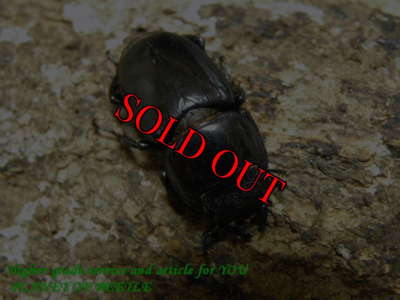 画像2: 8/21天然ファソルトヒラタ♂55mm♀29mm完品ペア (2)