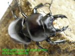 画像1: 8/22台湾・天然オオマルバネ♂56mm♀44mm完品ペア (1)
