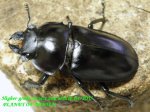 画像2: 8/22台湾・天然オオマルバネ♂56mm♀44mm完品ペア (2)