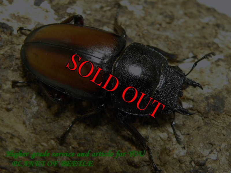 画像2: 5/27タンザニア!天然ウムハンノコギリ♂59mm♀34mm完品ペア (2)