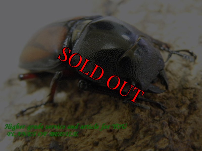 画像2: 5/27タンザニア！天然ウムハンノコギリ♂62mm♀35mmペア (2)