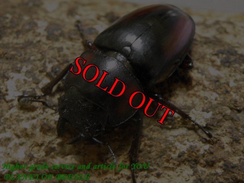 画像2: 5/27タンザニア!入荷最大天然ミラビリスノコギリ♂73mm♀38mmペア (2)