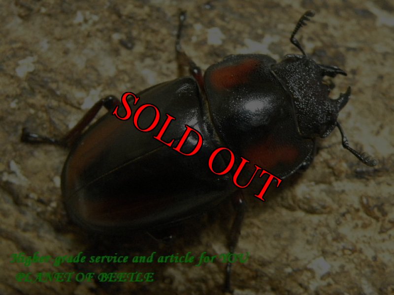 画像2: 5/27タンザニア！天然ミラビリスノコギリ♂67mm♀36mm完品ペア (2)