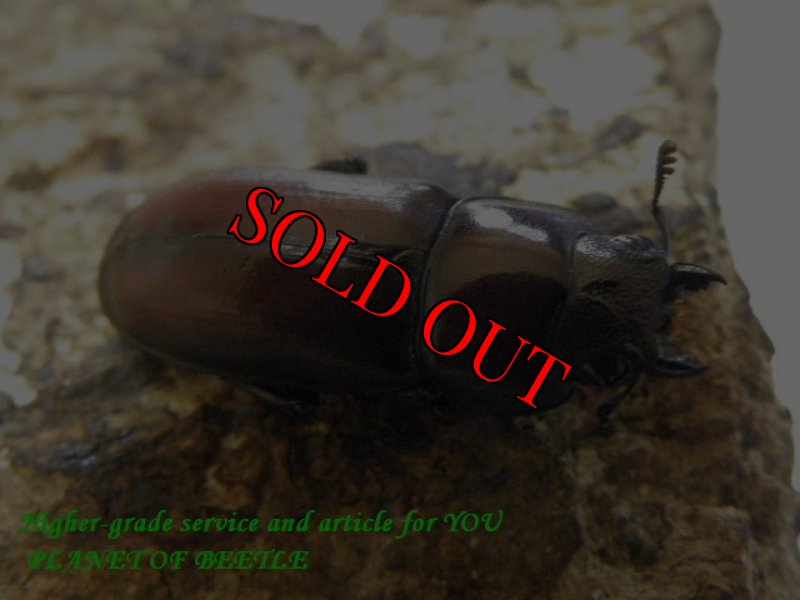 画像2: 8/8桃園産天然ウスバクワガタ♂33mm♀20mmペア (2)