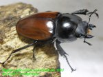 画像2: 10/3天然アカマルバネ・ローランドタイプ♂41mm♀36mm完品ペア (2)