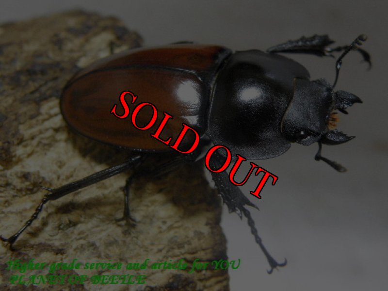 画像2: 10/3天然アカマルバネ・ローランドタイプ♂41mm♀36mm完品ペア (2)