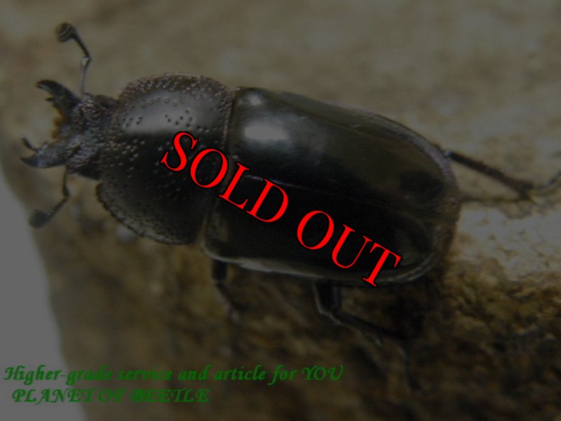 画像2: 1/6天然ドウイロクワガタ♂27mm♀24mm完品ペア (2)