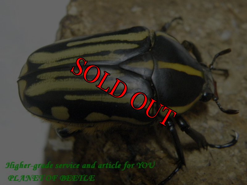 画像2: 西を覇する黒王！FongoTongo産・天然クラッツクラッツ♂46mm♀41mm完品ペア (2)