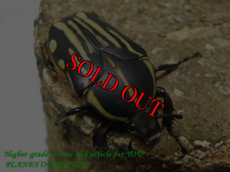 画像2: 西を覇する黒王！FongoTongo産・天然クラッツクラッツ♂51mm♀44mmサービスペア (2)