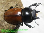画像2: 10/3天然アカマルバネ・ローランドタイプ♂45mm♀38mm完品ペア (2)