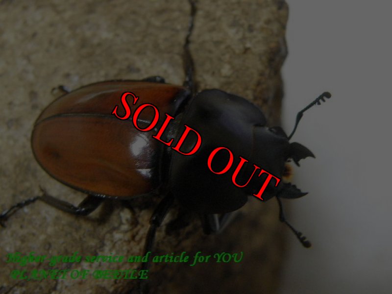 画像2: 10/3天然アカマルバネ・ローランドタイプ♂45mm♀36mm完品ペア (2)