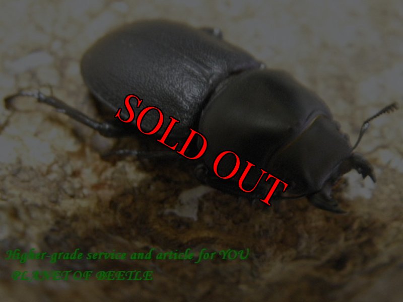 画像2: 天然チリハネナシクワガタ♂26mm♀27mm完品ペア (2)