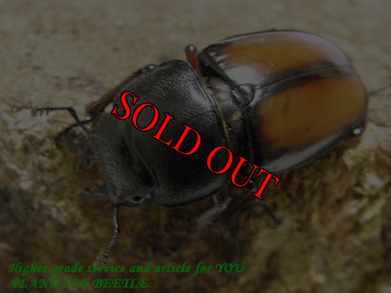 画像2: 5/27タンザニア！天然ウムハンノコギリ♂63mm♀36mmペア (2)