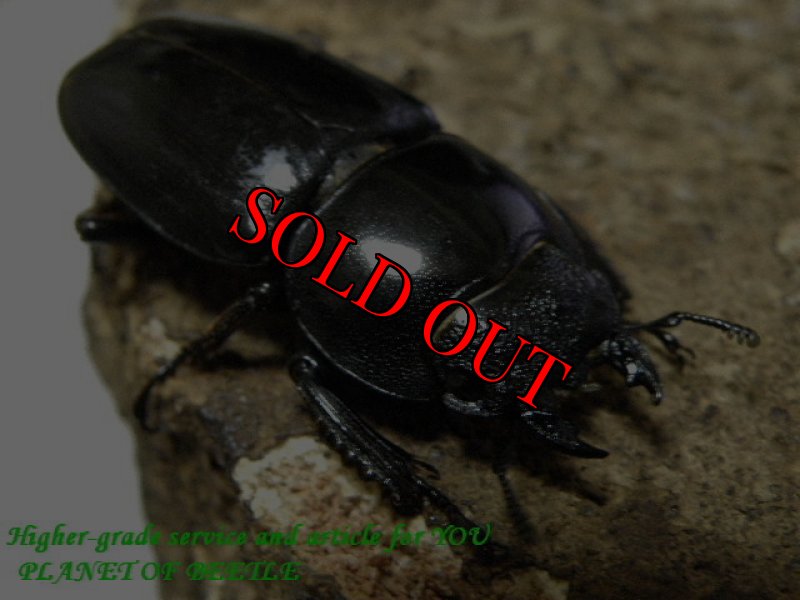 画像2: 7/16済州島産！天然ファソルトヒラタ♂66mm♀34mm完品ペア (2)