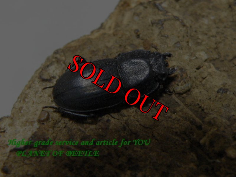 画像2: 1/6天然アリグットサメハダクワガタサービスペア (2)