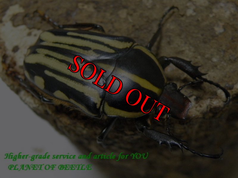 画像2: 限定特価品！西を覇する黒王！FongoTongo産・天然クラッツクラッツ♂46mm♀41mm完品ペア (2)