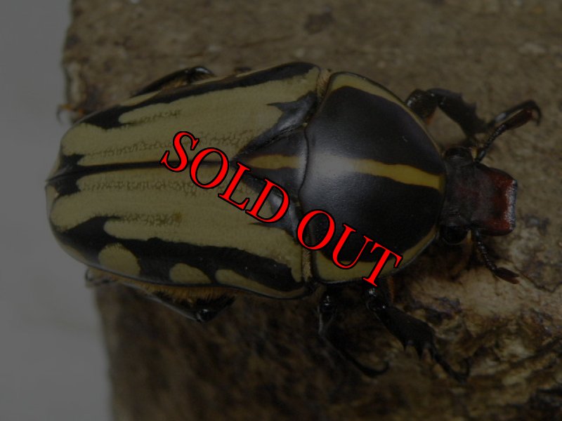 画像2: 西を覇する黒王！FongoTongo産・天然クラッツクラッツ♂50mm♀43mm完品ペア (2)