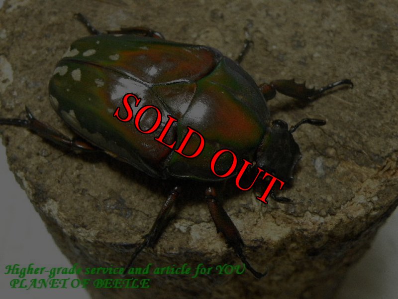 画像2: 2/3激レア！天然ポリフェムスオオツノカナブンf.rougeatre♂65mm♀52mm完品ペア (2)