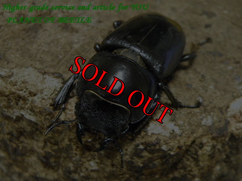 画像2: 済州島産！天然ファソルトヒラタ♂77mm♀40mm完品ペア (2)