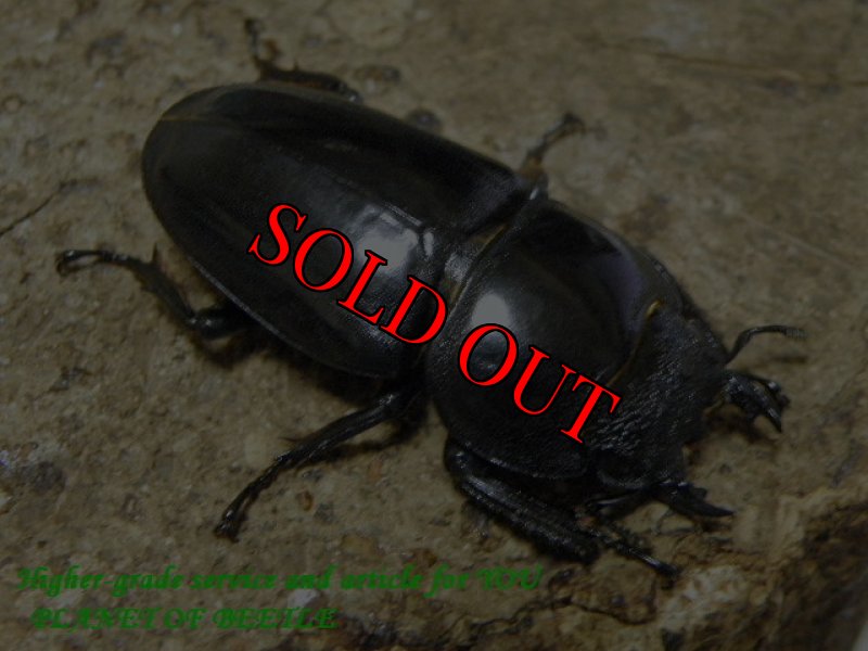 画像2: 京畿道天然ファソルトヒラタ♂74mm♀41mm完品ペア (2)