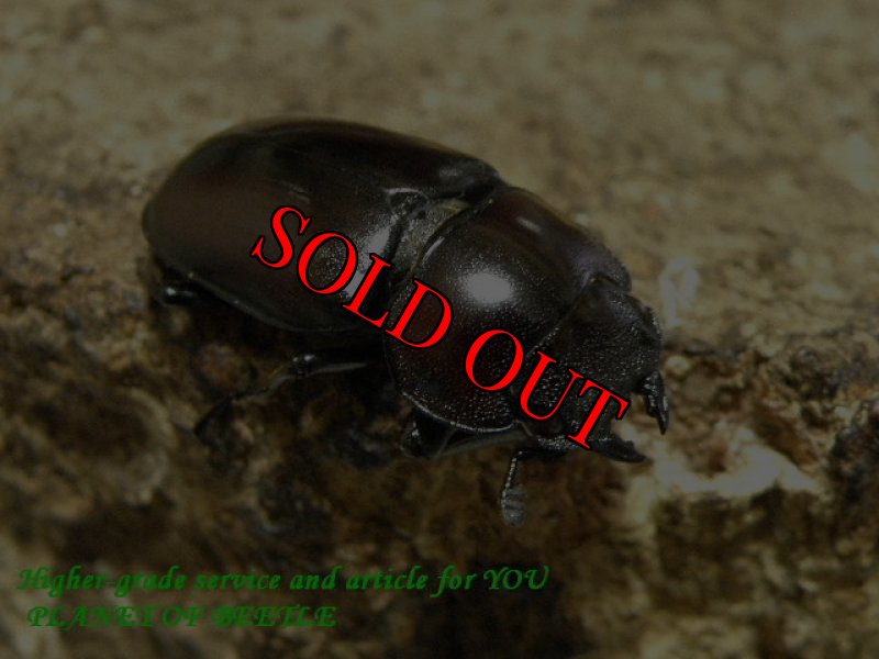 お届けする♀実物です。