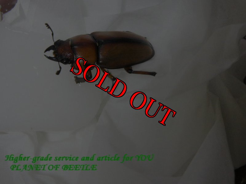 幼虫の親♀実物です。