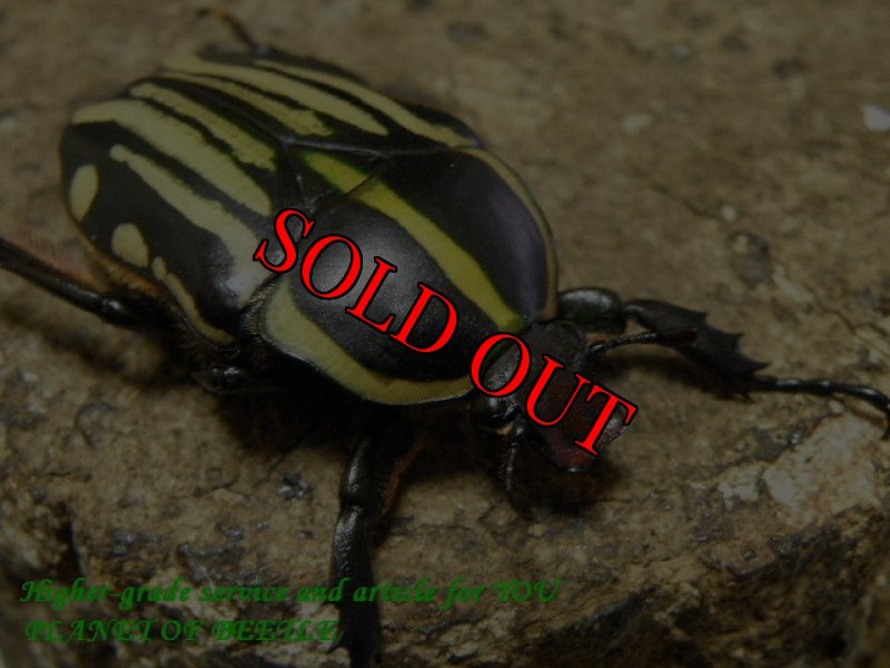 画像4: 現在半額!西を覇する黒王!Dschang産・天然クラッツクラッツ♂55mm♀45mm完品ペア (4)