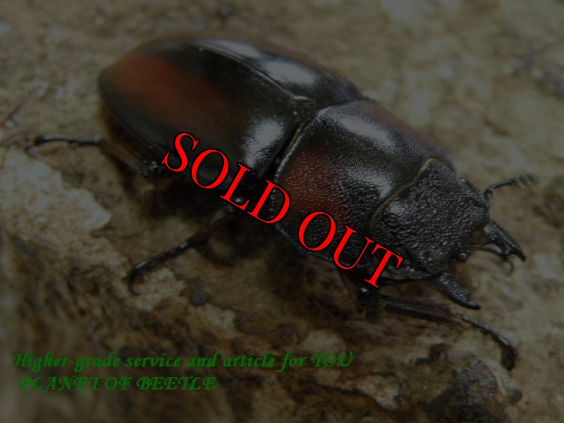 お届けする♀実物です。