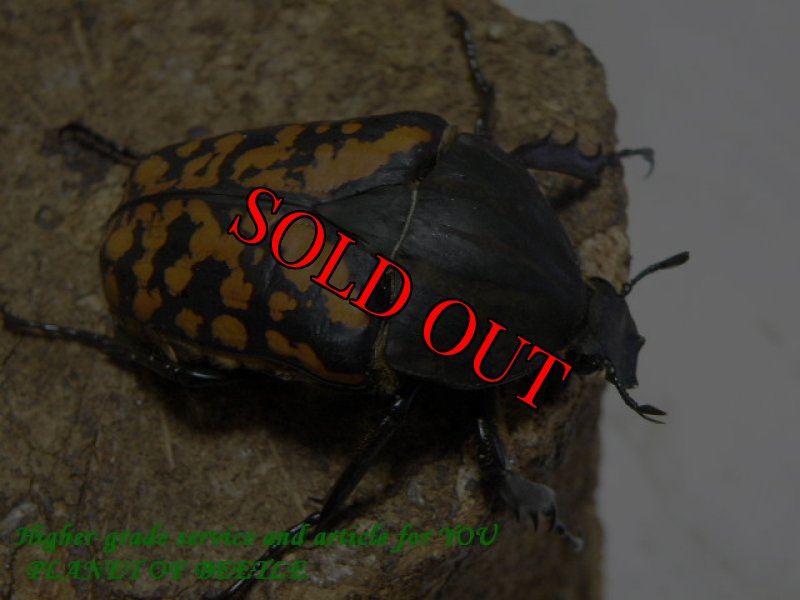 お届けする♀実物です。