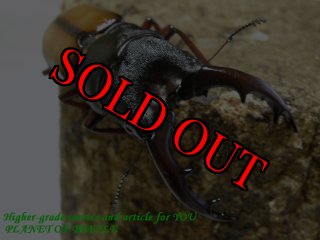 タンザニア産 - PLANET OF BEETLE