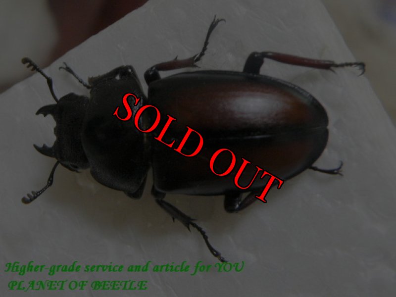 お届けする♀実物です。