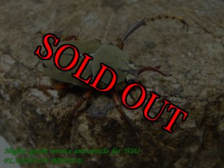 PLANET OF BEETLE (Page 56)